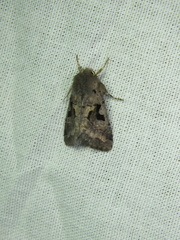 Orthosia gothica