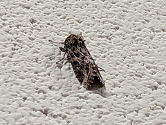 Spodoptera