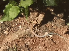 Pholidoscelis auberi orlandoi