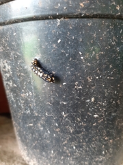 Acraea horta