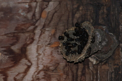 Scaptotrigona mexicana