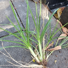Eleusine indica