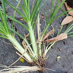 Eleusine indica