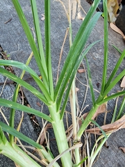 Eleusine indica