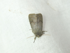 Orthosia incerta