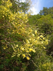 Senegalia bonariensis
