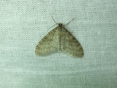 Trichopteryx carpinata