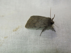 Orthosia incerta