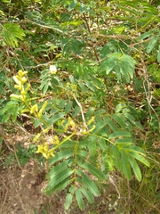 Senegalia bonariensis