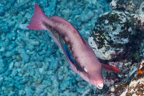 Forsten's parrotfish (Scarus forsteni) — Scaridae