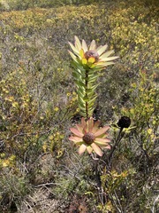 Leucadendron elimense elimense