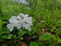 Phlox divaricata