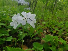 Phlox divaricata