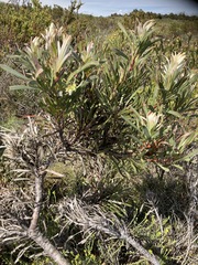 Protea longifolia