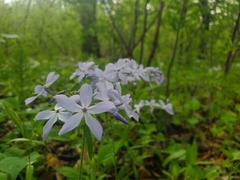 Phlox divaricata