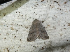 Orthosia incerta
