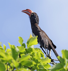 Lophoceros alboterminatus