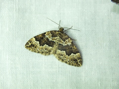 Lampropteryx suffumata