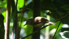 Tunchiornis ochraceiceps