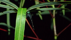 Nephepeltia phryne