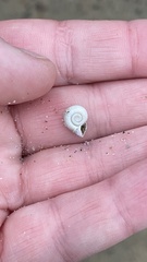 Polygyrinae