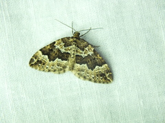 Lampropteryx suffumata