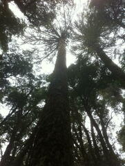 Araucaria araucana