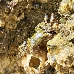 Metopograpsus