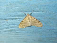 Trichopteryx carpinata