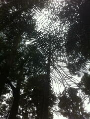 Araucaria araucana