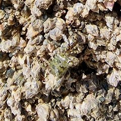 Metopograpsus