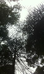 Araucaria araucana