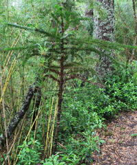 Araucaria araucana