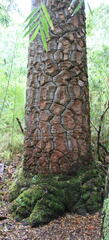 Araucaria araucana