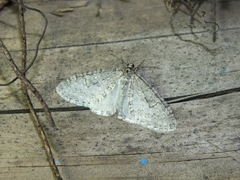 Trichopteryx carpinata