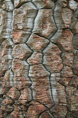 Araucaria araucana