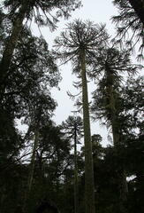 Araucaria araucana