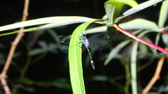 Nephepeltia phryne