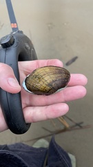 Lampsilis siliquoidea