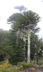 Araucaria araucana
