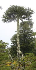 Araucaria araucana
