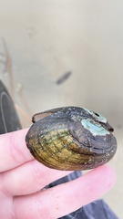 Lampsilis siliquoidea