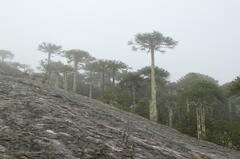 Araucaria araucana
