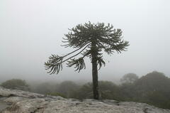 Araucaria araucana