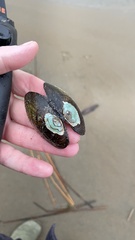 Lampsilis siliquoidea