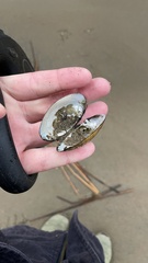 Lampsilis siliquoidea