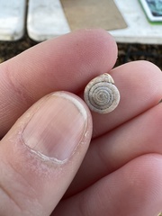 Polygyra