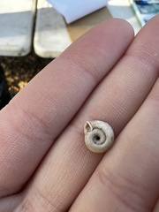 Polygyra