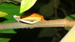 Boana multifasciata