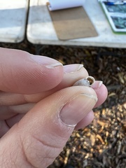 Polygyra